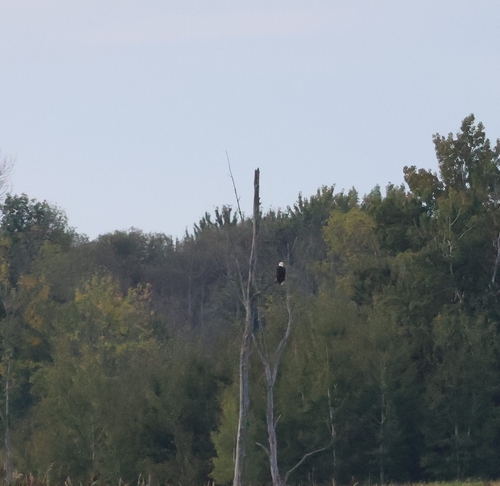 Bald Eagle