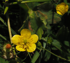 Ranunculus scandicinus