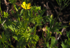 Ranunculus scandicinus