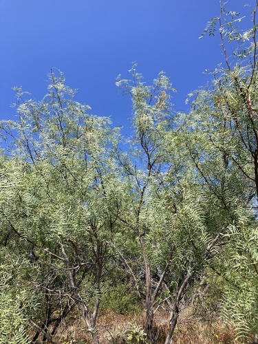honey mesquite