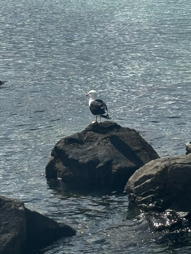 iNaturalist image