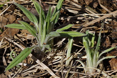 Saussurea pseudotilesii