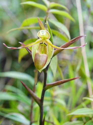 Phragmipedium longifolium, photograph 2