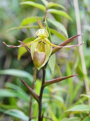 Phragmipedium longifolium, photograph author not stated, no rights reserved