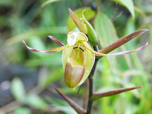 Phragmipedium longifolium, photograph 3