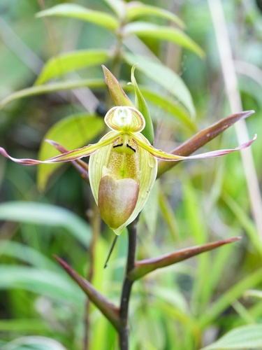 Phragmipedium longifolium
