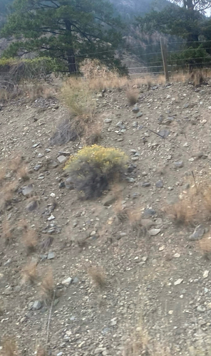 Rubber Rabbitbrush