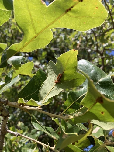 Andricus lustrans