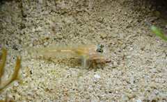 Coryphopterus eidolon