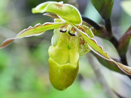 Phragmipedium longifolium, photograph 4