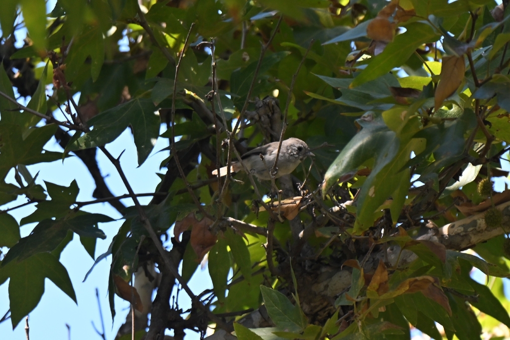 Oregon Titmouse