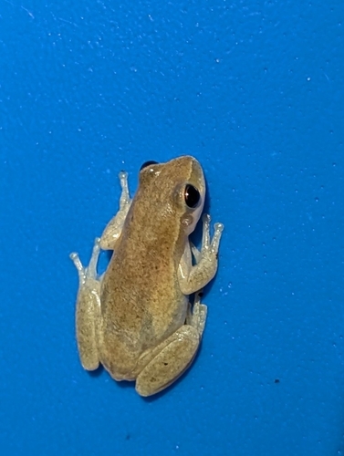 Ruddy Tree Frog