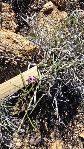Glycine canescens, photograph 2