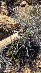 Glycine canescens, photograph (c) Petra Holland, some rights reserved (CC BY)