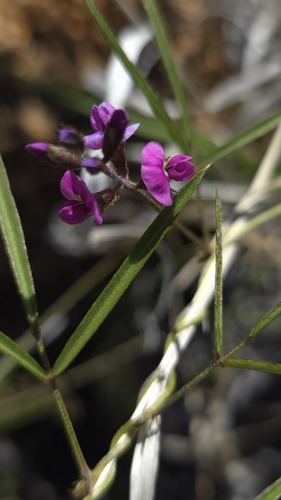 Glycine canescens, photograph 1