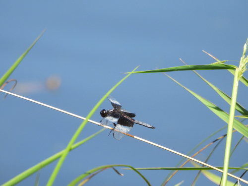 Widow Skimmer