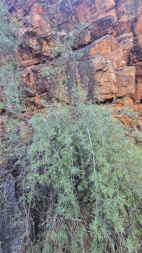 Pandorea doratoxylon, photograph 5