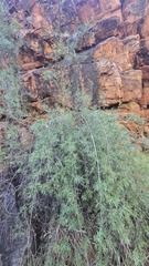 Pandorea doratoxylon, photograph (c) Petra Holland, some rights reserved (CC BY)