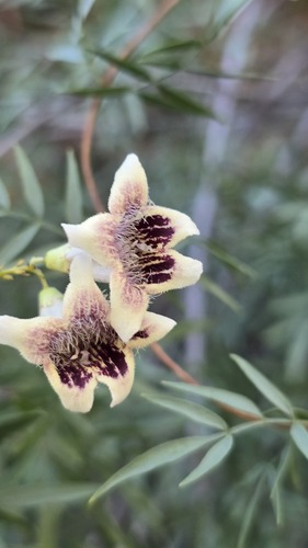 Pandorea doratoxylon, photograph 4