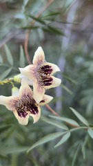 Pandorea doratoxylon, photograph (c) Petra Holland, some rights reserved (CC BY)