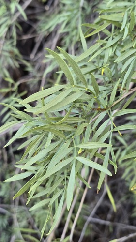 Pandorea doratoxylon, photograph 6