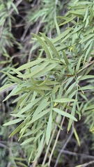 Pandorea doratoxylon, photograph (c) Petra Holland, some rights reserved (CC BY)