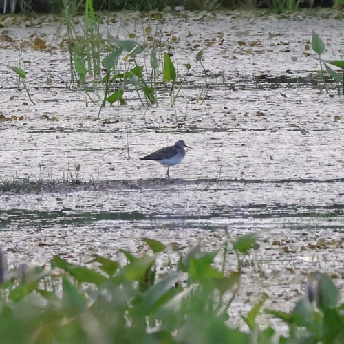 Solitary Sandpiper
