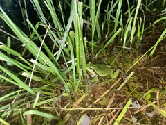 Hyla intermedia perrini