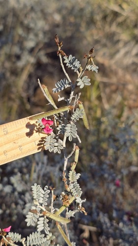 Indigofera leucotricha, photograph 6