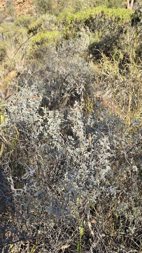 Indigofera leucotricha, photograph 5