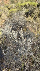Indigofera leucotricha, photograph Petra Holland, CC BY, iNaturalist via GBIF