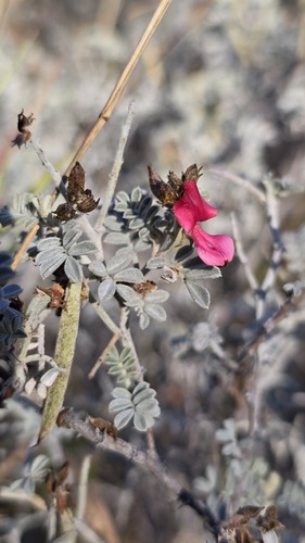 Indigofera leucotricha, photograph 4