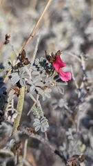 Indigofera leucotricha, photograph Petra Holland, CC BY, iNaturalist via GBIF
