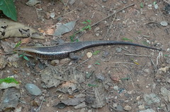 Zonosaurus laticaudatus