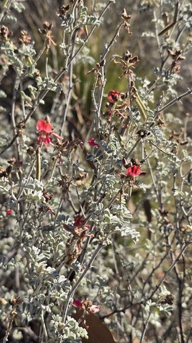 Indigofera leucotricha