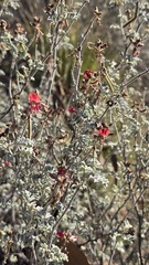 Indigofera leucotricha