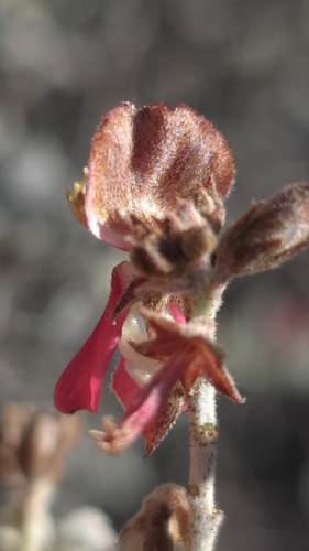 Indigofera leucotricha, photograph 1