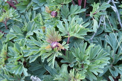 Paeonia brownii