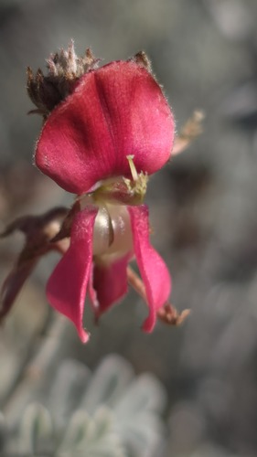 Indigofera leucotricha, photograph 2