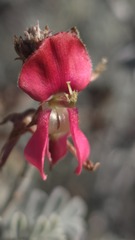 Indigofera leucotricha, photograph Petra Holland, CC BY, iNaturalist via GBIF