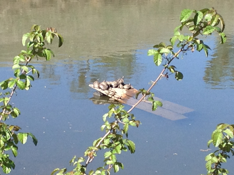 iNaturalist observation photo of Northwestern Pond Turtle