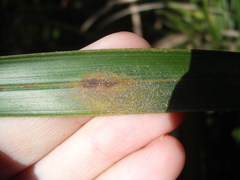 Nameriophyes sapidae