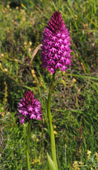 Anacamptis pyramidalis pyramidalis