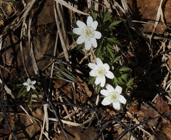 Anemonoides amurensis