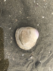 Mactra quadrangularis