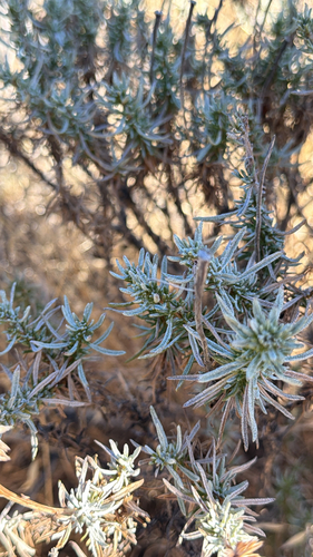 Ericameria linearifolia, 2026-09-07