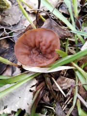 Dumontinia tuberosa