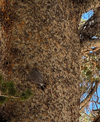 iNaturalist observation photo of Williamson's Sapsucker