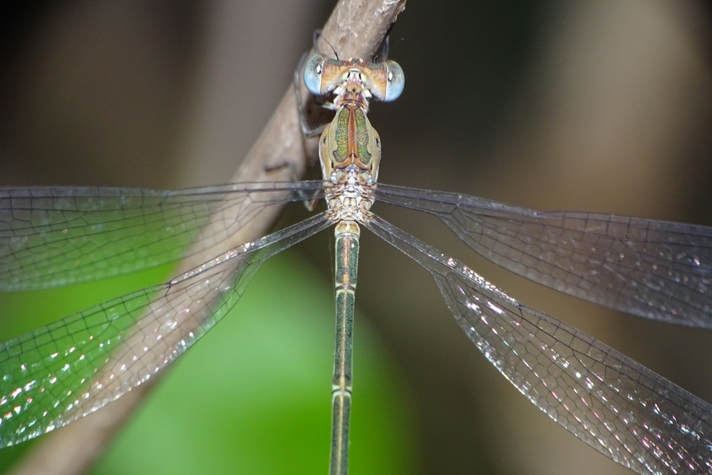 Asian Emerald Spreadwing