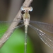 Asian Emerald Spreadwing - Photo (c) renjus box, some rights reserved (CC BY), uploaded by renjus box
